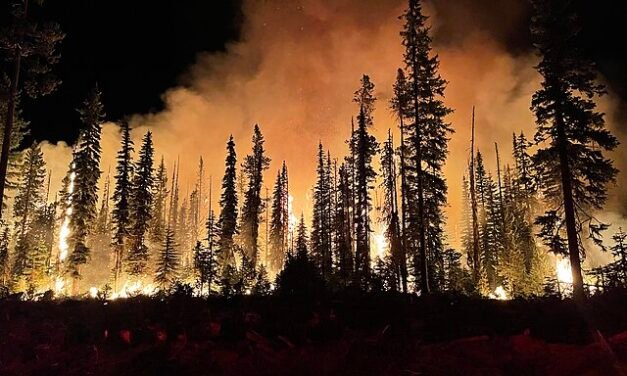 Portugal’s Landowners Brace for Fines in Wildfire Crackdown